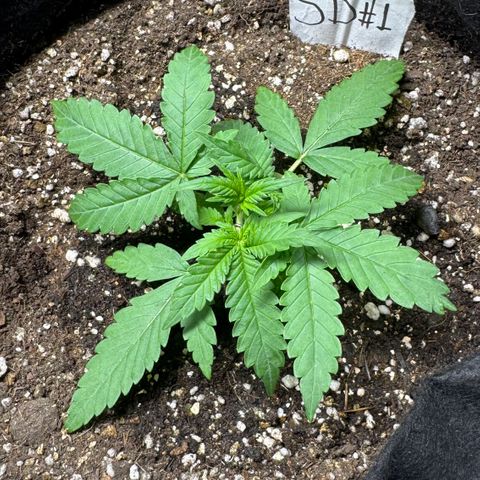 Sour Diesel Auto #1 growlog timeline photo