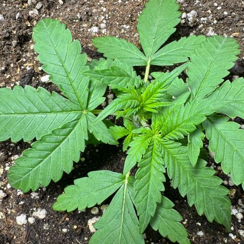 Sour Diesel Auto #1 growlog timeline photo