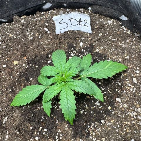Sour Diesel Auto #2 growlog timeline photo