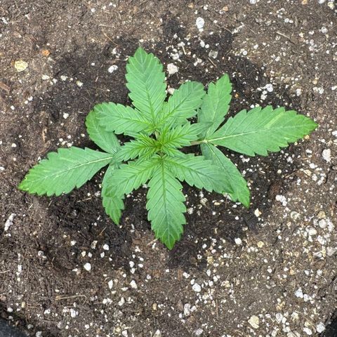 Sour Diesel Auto #2 growlog timeline photo