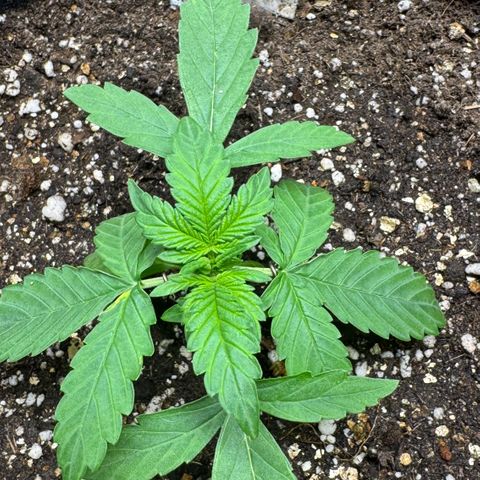 Bruce Banner Auto #1 growlog timeline photo