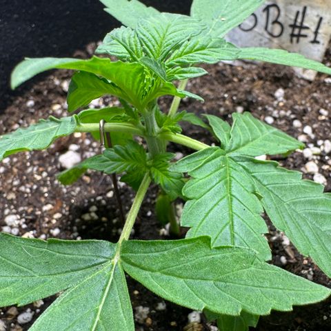 Bruce Banner Auto #1 growlog timeline photo