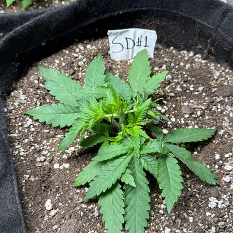 Sour Diesel Auto #1 growlog timeline photo