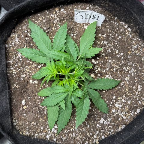 Sour Diesel Auto #1 growlog timeline photo