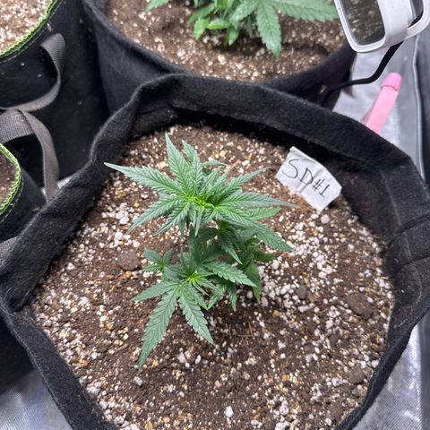Sour Diesel Auto #1 growlog timeline photo