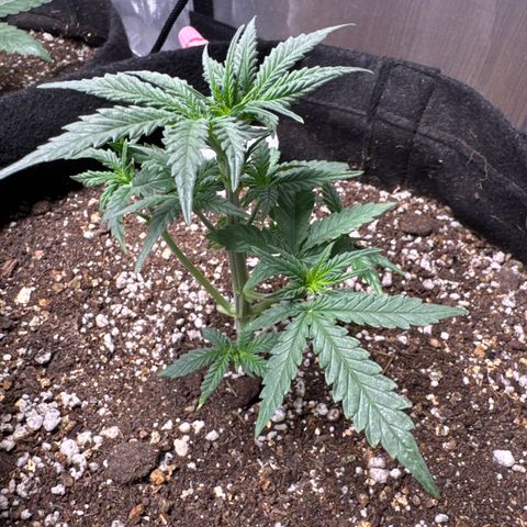 Sour Diesel Auto #1 growlog timeline photo