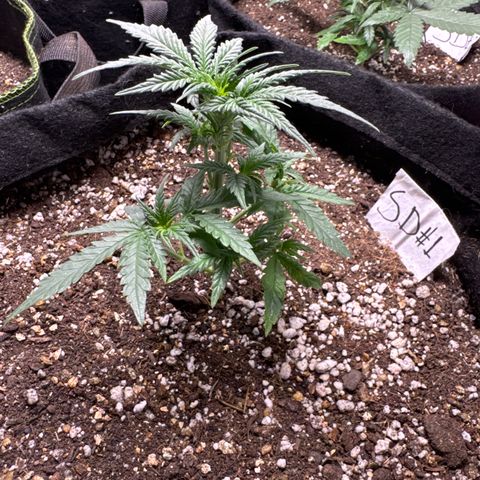 Sour Diesel Auto #1 growlog timeline photo