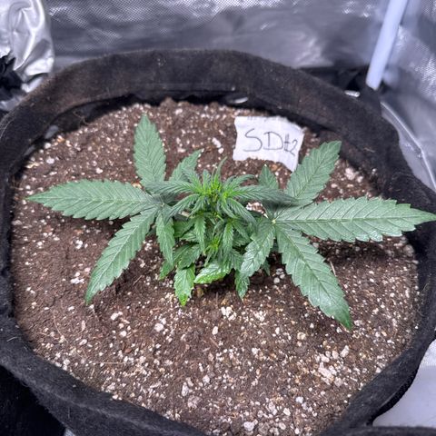 Sour Diesel Auto #2 growlog timeline photo