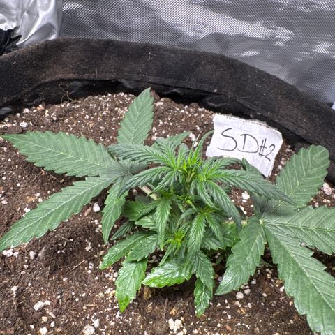 Sour Diesel Auto #2 growlog timeline photo