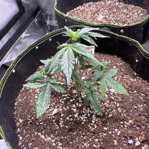 Bruce Banner Auto #1 growlog timeline photo
