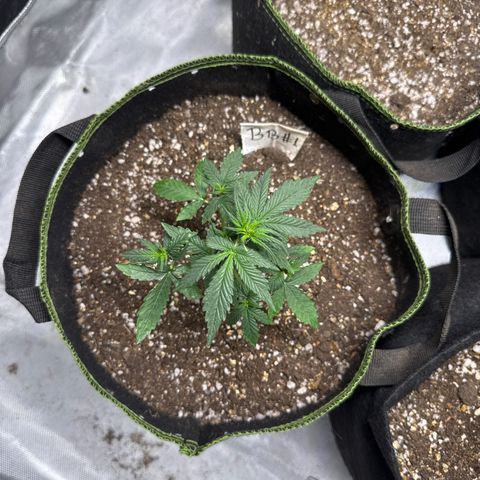 Bruce Banner Auto #1 growlog timeline photo