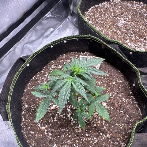 Bruce Banner Auto #1 growlog timeline photo