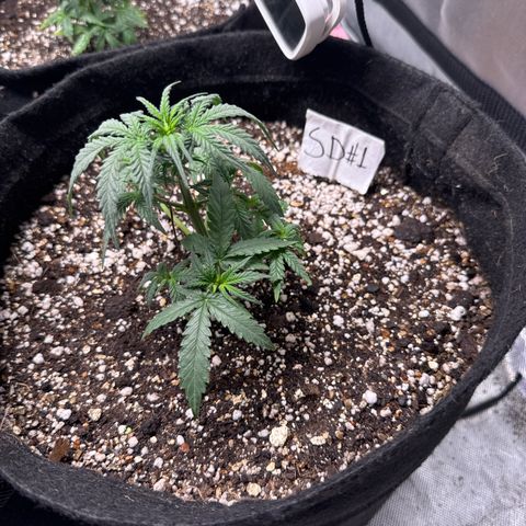 Sour Diesel Auto #1 growlog timeline photo