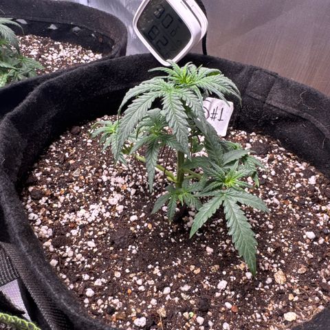 Sour Diesel Auto #1 growlog timeline photo