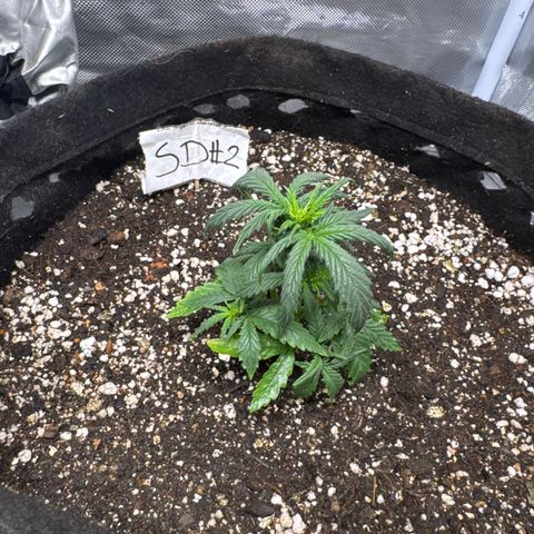 Sour Diesel Auto #2 growlog timeline photo