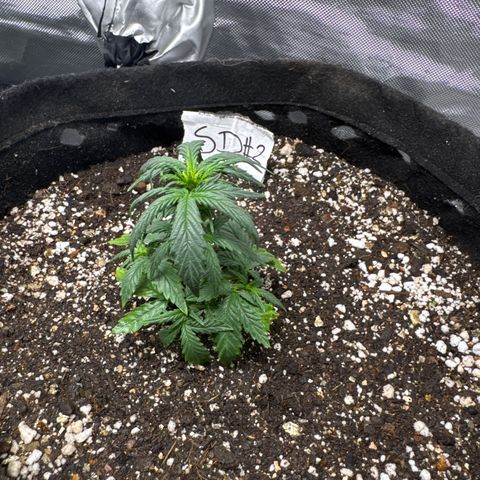 Sour Diesel Auto #2 growlog timeline photo