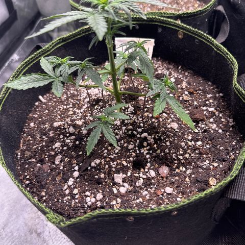 Bruce Banner Auto #1 growlog timeline photo