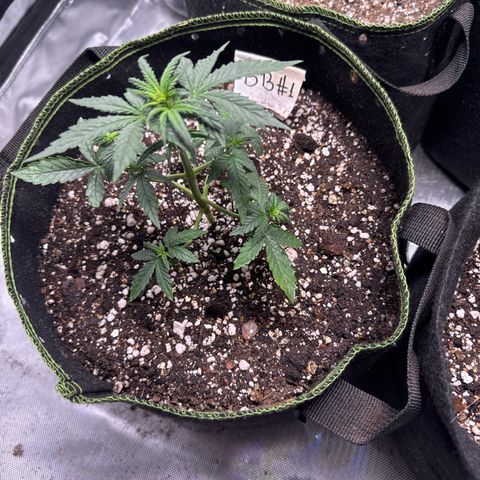 Bruce Banner Auto #1 growlog timeline photo