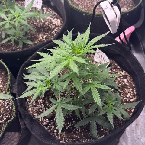 Sour Diesel Auto #1 growlog timeline photo