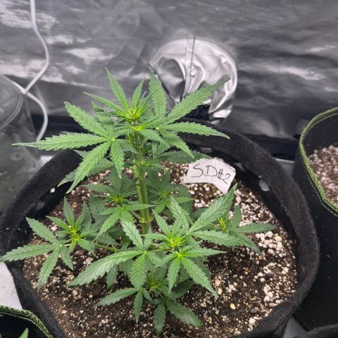 Sour Diesel Auto #2 growlog timeline photo