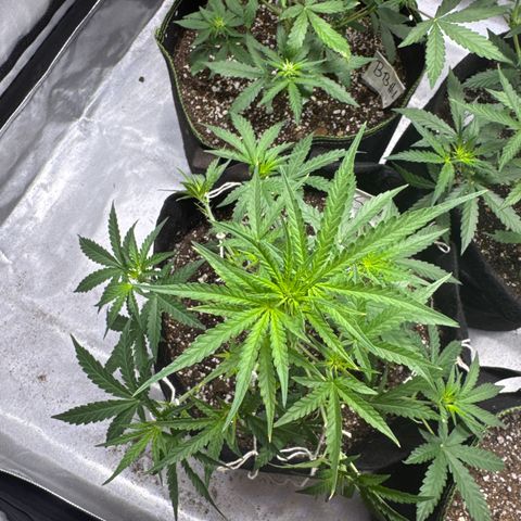 Sour Diesel Auto #1 growlog timeline photo