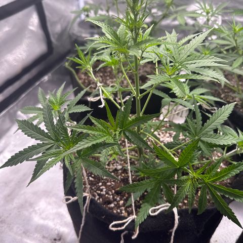 Sour Diesel Auto #1 growlog timeline photo