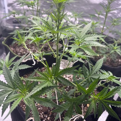 Sour Diesel Auto #1 growlog timeline photo