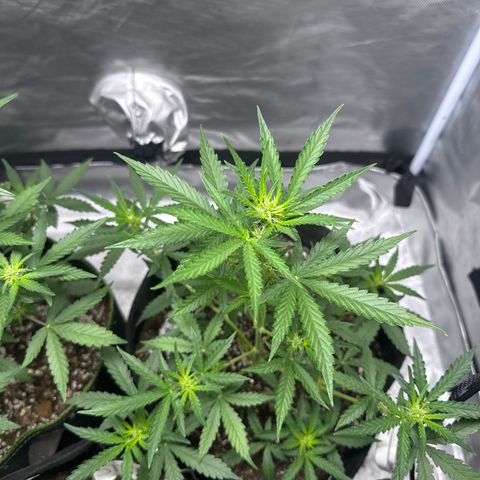 Sour Diesel Auto #2 growlog timeline photo