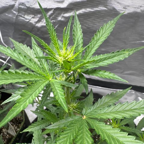 Sour Diesel Auto #2 growlog timeline photo