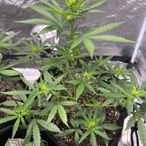 Sour Diesel Auto #2 growlog timeline photo