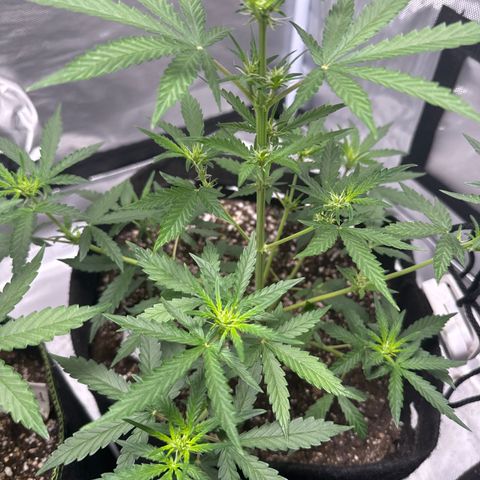 Sour Diesel Auto #2 growlog timeline photo