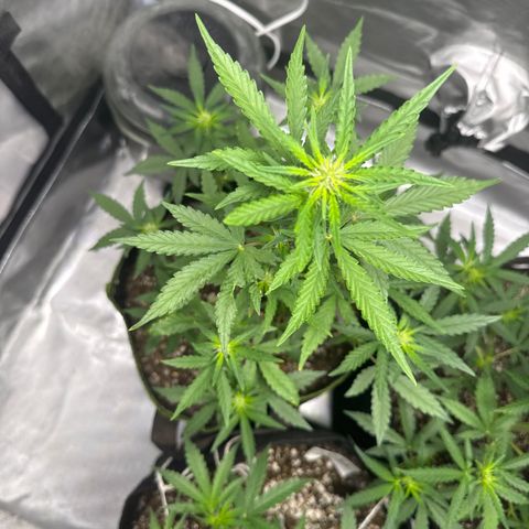 Bruce Banner Auto #1 growlog timeline photo