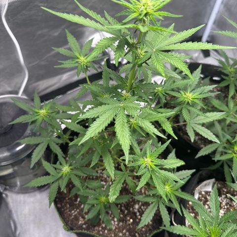 Bruce Banner Auto #1 growlog timeline photo