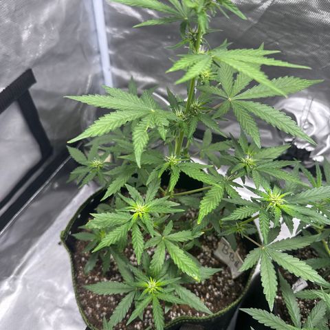 Bruce Banner Auto #1 growlog timeline photo