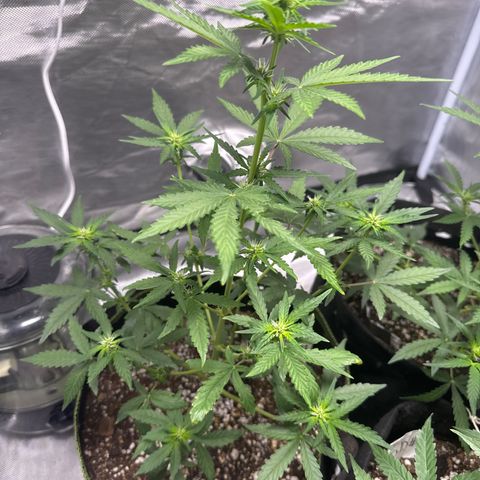 Bruce Banner Auto #1 growlog timeline photo