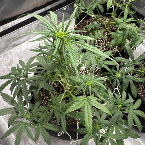 Sour Diesel Auto #1 growlog timeline photo