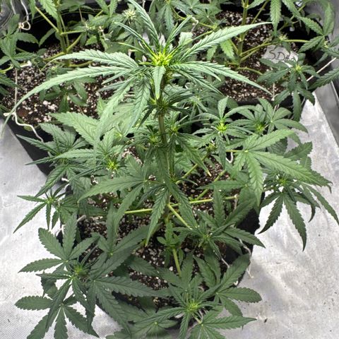 Sour Diesel Auto #1 growlog timeline photo