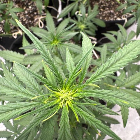 Sour Diesel Auto #1 growlog timeline photo