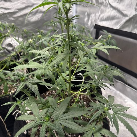 Sour Diesel Auto #1 growlog timeline photo