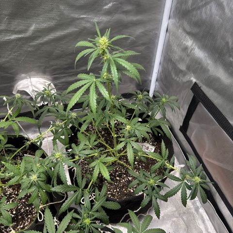 Sour Diesel Auto #2 growlog timeline photo