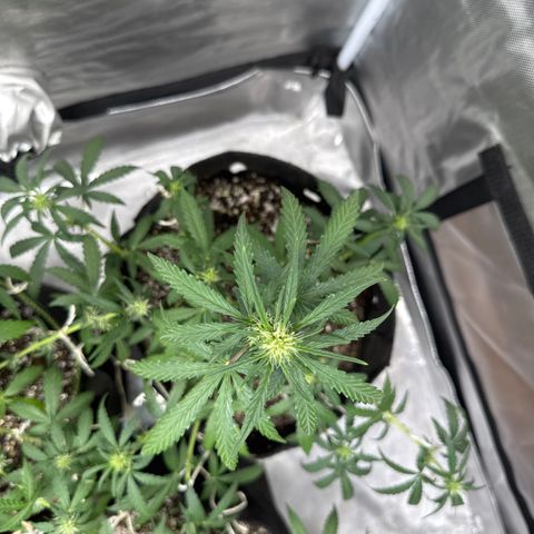 Sour Diesel Auto #2 growlog timeline photo