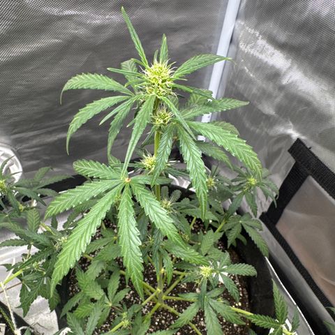 Sour Diesel Auto #2 growlog timeline photo