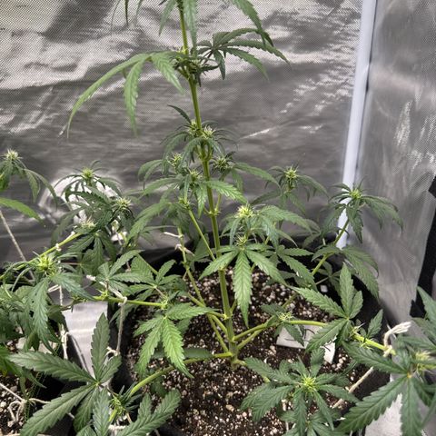 Sour Diesel Auto #2 growlog timeline photo
