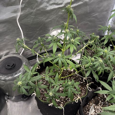 Bruce Banner Auto #1 growlog timeline photo