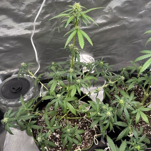 Bruce Banner Auto #1 growlog timeline photo