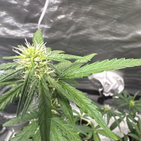 Bruce Banner Auto #1 growlog timeline photo