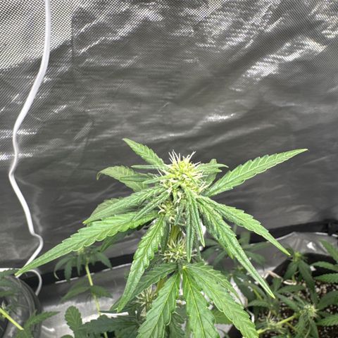 Bruce Banner Auto #1 growlog timeline photo