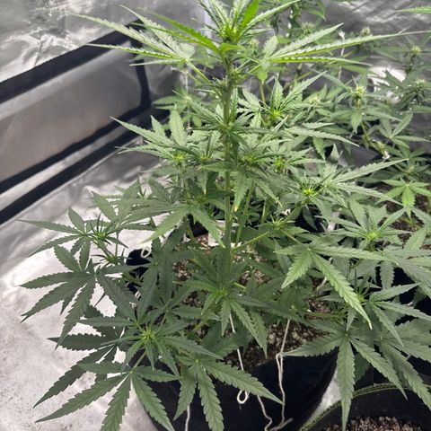 Sour Diesel Auto #1 growlog timeline photo