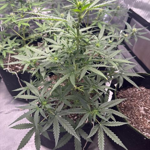 Sour Diesel Auto #1 growlog timeline photo