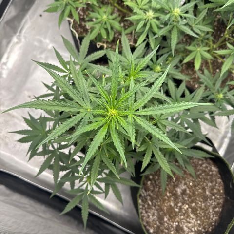 Sour Diesel Auto #1 growlog timeline photo